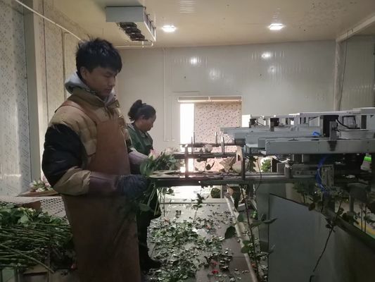 CE Focusight Sprzęt do sortowania kwiatów 8000 gałęzi na godzinę